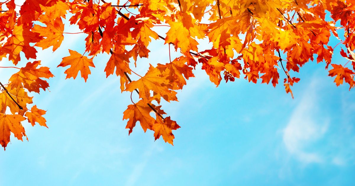 Bannière BS Article novembre