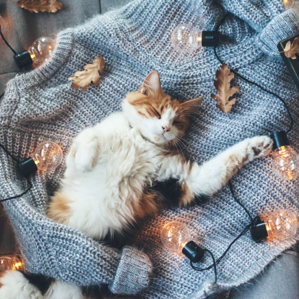 Le Guide d’Entretien des Textiles d’Automne