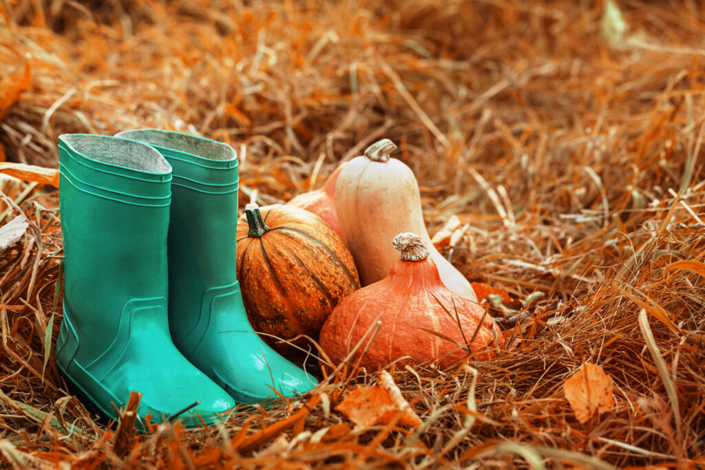 Début de l’automne : comment préparer son jardin ?