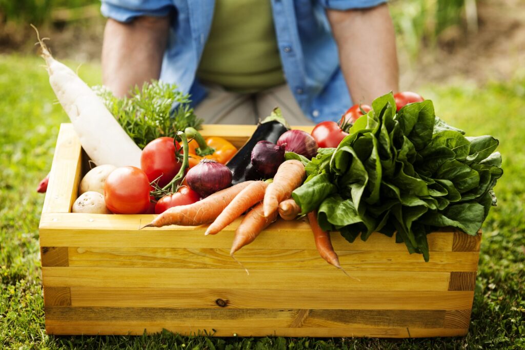 Que planter au mois d’aout dans son potager ?